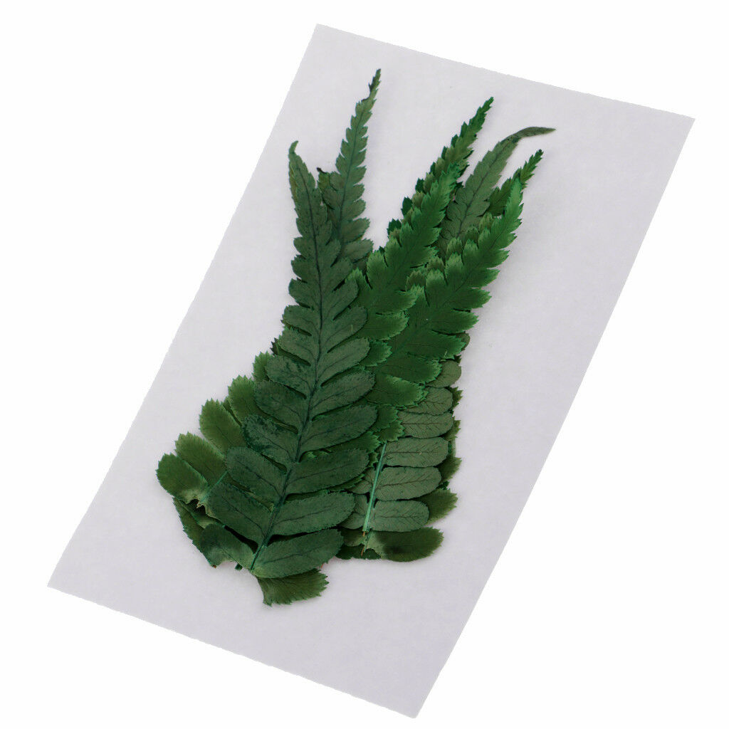 10x Pressed Real Natural Dried Flowers Ferns Plants for DIY Specimen Craft