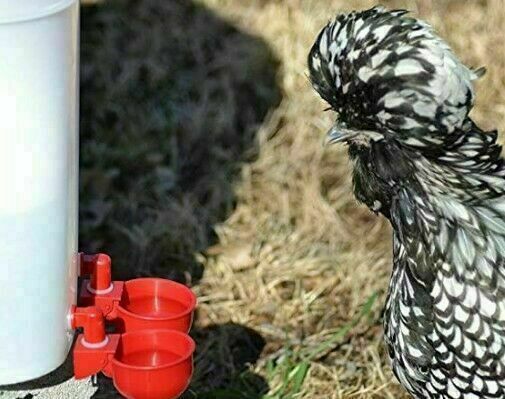 Chicken Water Nipple Cup Drinking Poultry Rooster Coop Auto Drinker Cup 4 Pack