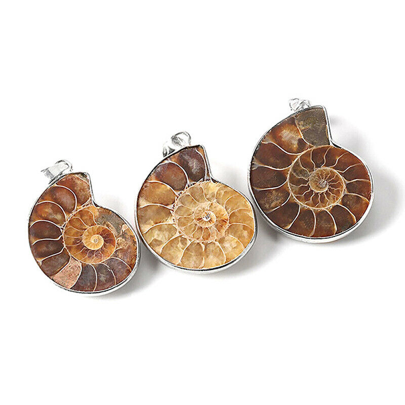 Natural Stones Pendants Ammonite Fossils Seashell Snail Conch Necklace Je.l8