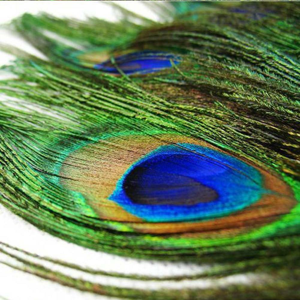 10pcs Beautiful Natural Peacock Tail Feathers 10-12inch For DIY Decoration US