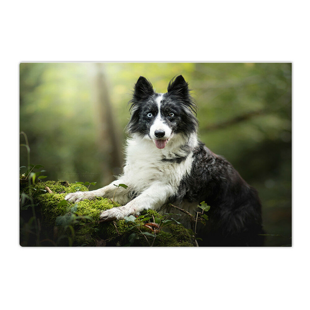 Dogs Border Collie Glance Moss Bathroom Mat Non Slip Door Floor Mats Rug Carpet