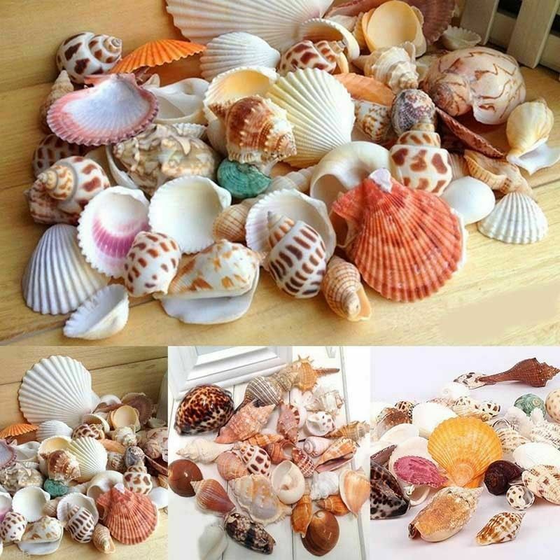 Natural Beach Shells - Home Decor Seashells Wedding Display Craft Aquarium Sea