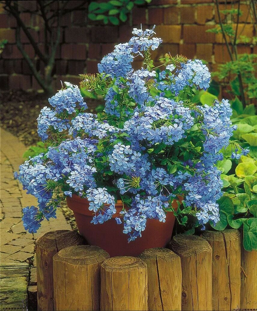 100Pc Plumbago Auriculata Blue Liana Creeps Exotic Perennial Flower Garden Decor