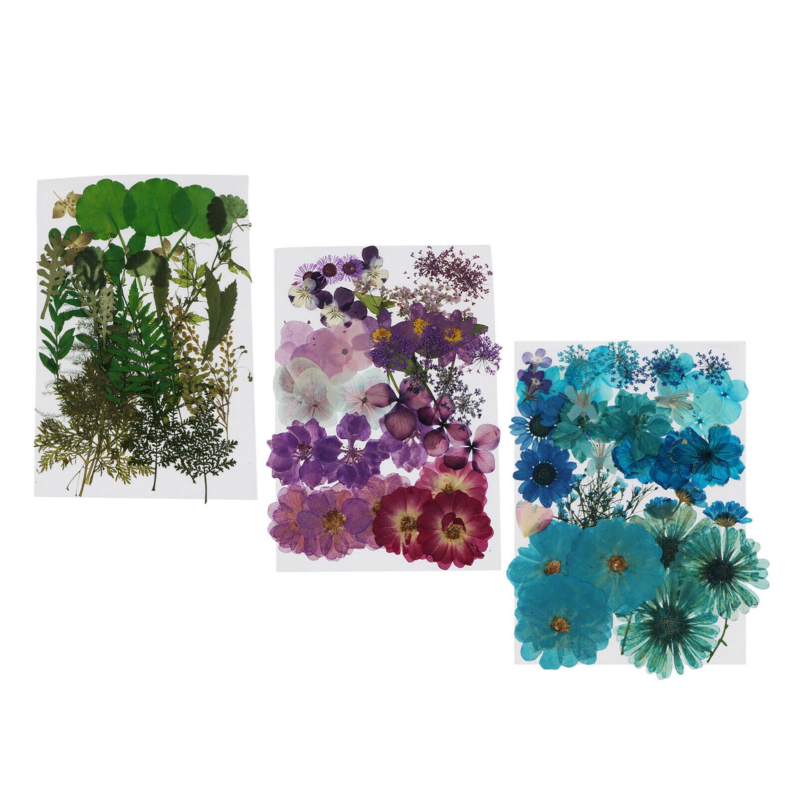 Dried Flower Larkspur Pressed Dried Flowers DIY Greeting Crafts Decoration