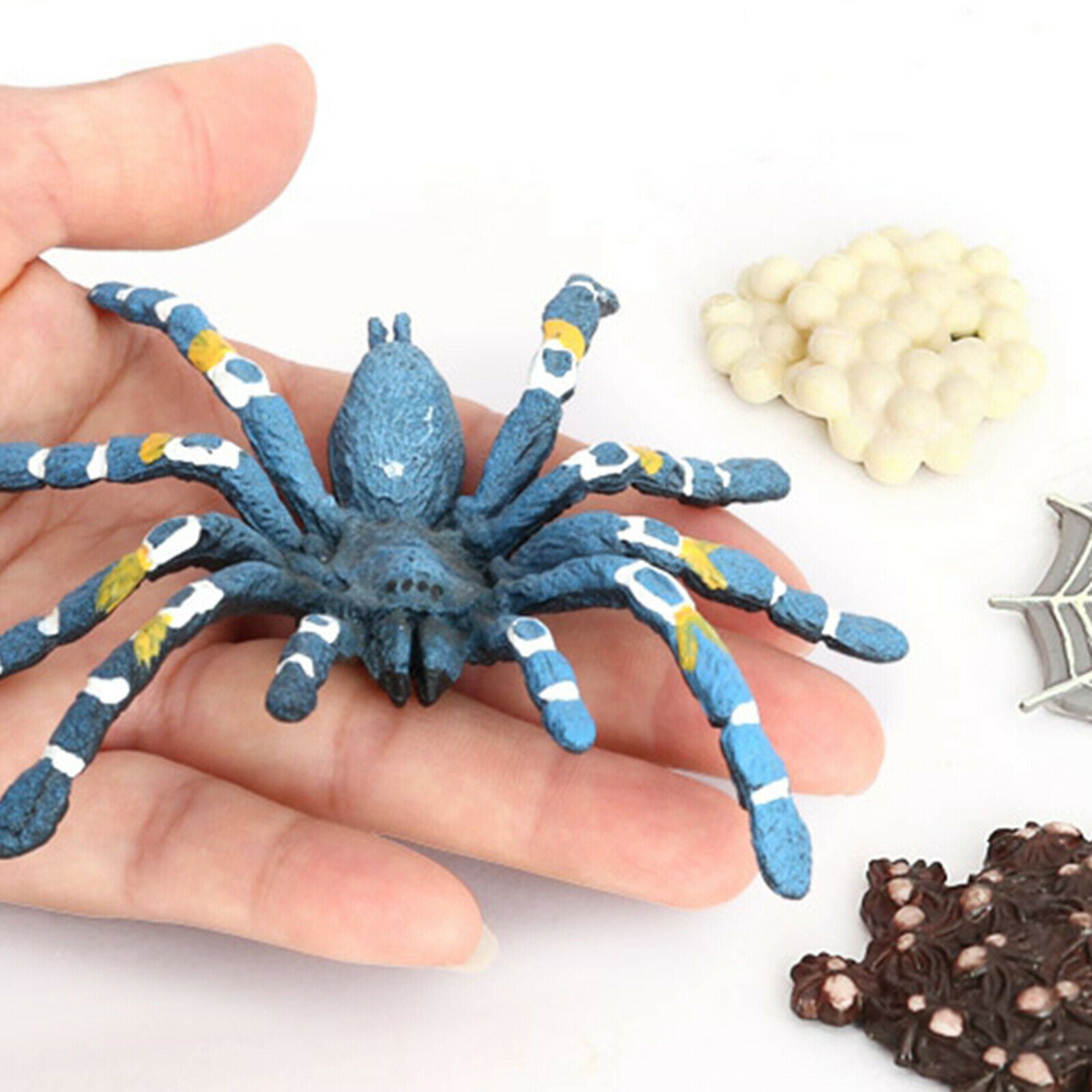 Lot of 4 Nature Bird Eating Spider Growth Cycle Child Learning Teaching Toys