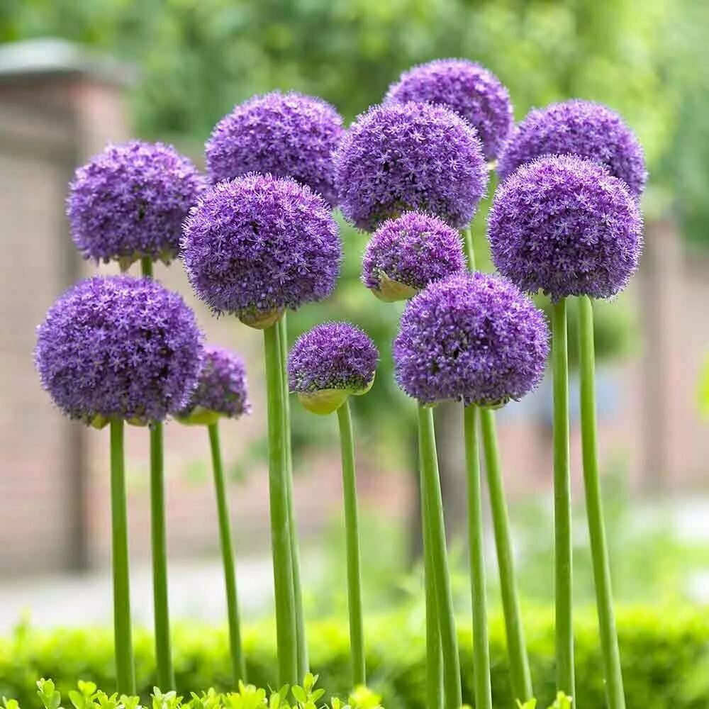20 Seeds  Allium Giganteum Giant Onion Perennial Plant Home Garden High Quality