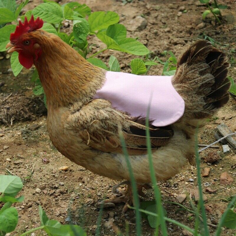 Single Strap Chicken Apron/Saddle, Feather Fix Protector for Poultry -StandardP8