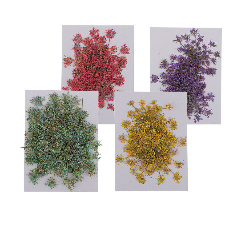 24x Pressed Dried Flower Real Carrot Flower for Candle Making Craft 4 Colors