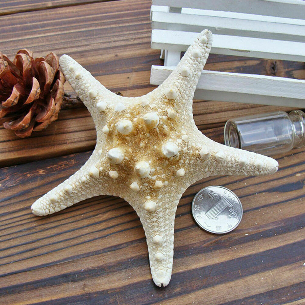 2pcs Natural Starfish Sea Star Shell DIY Aquarium Landscape Making Craft Decors