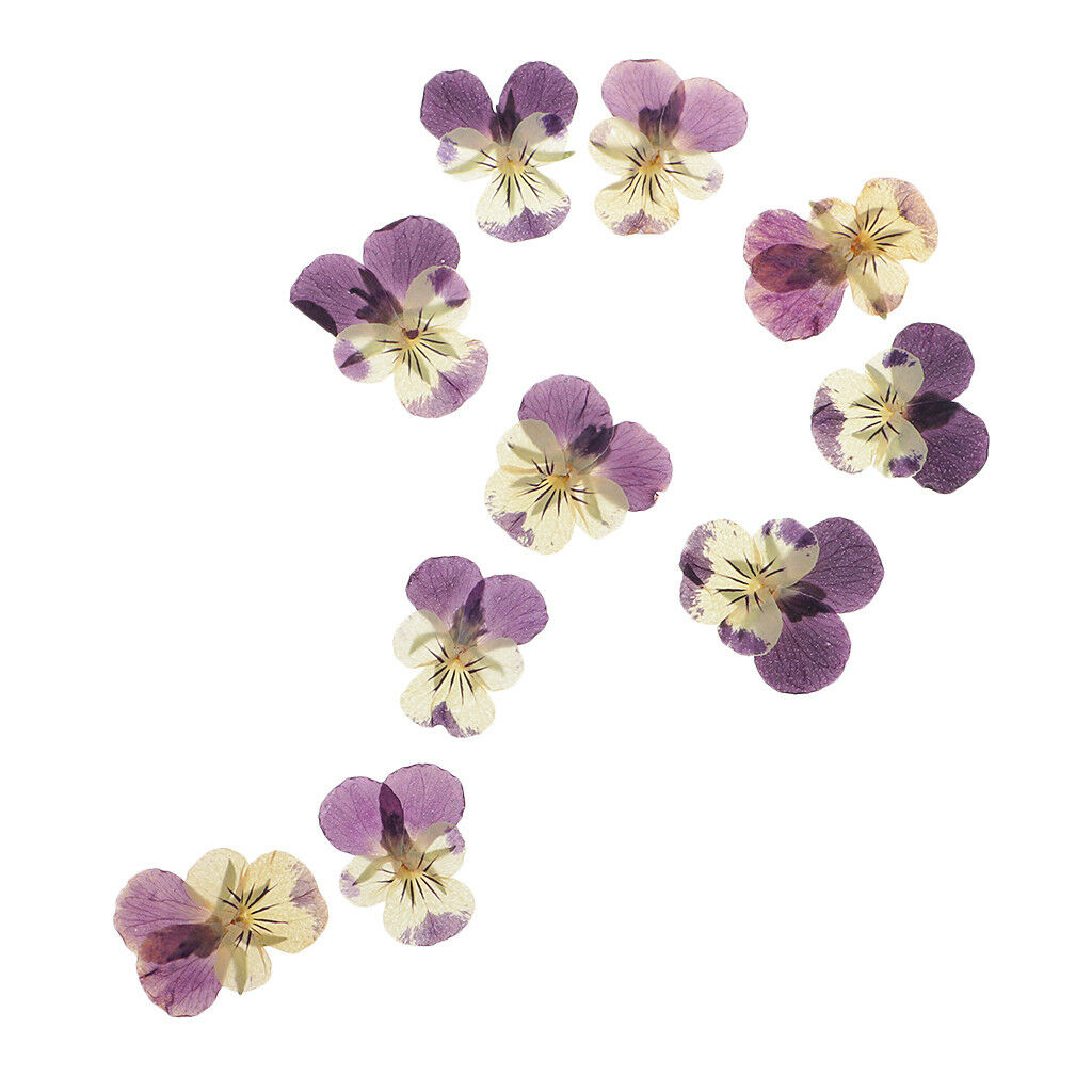 10 Pieces Mixed Size Real Pressed Pansy Flowers for Scrapbooking Arts Crafts