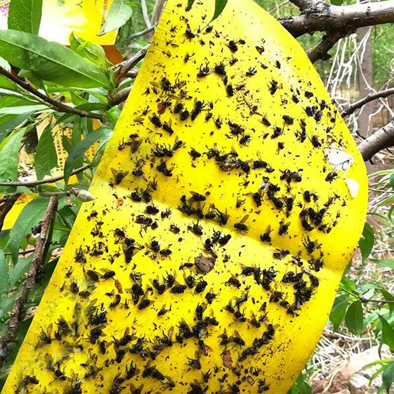 10x15cm 10X fly glue trap anti moustique aphids white flies fruit fly catcheBDA