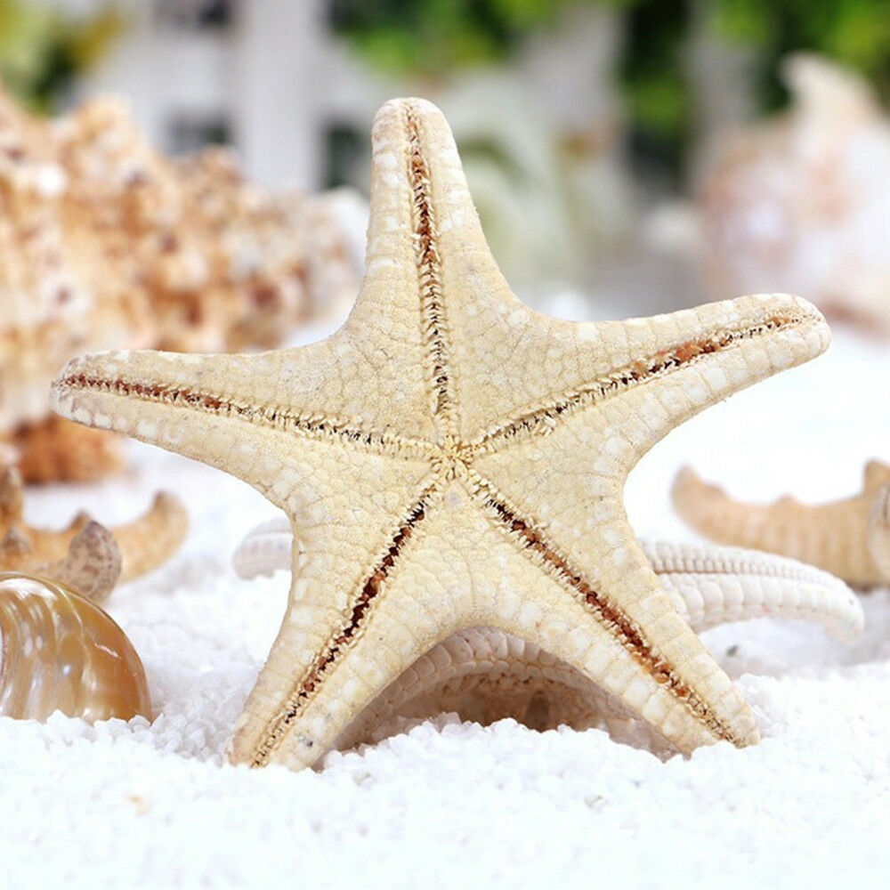 10X Natural Starfish Sea Star Shell Aquarium Fish Tank Landscape Making Decors