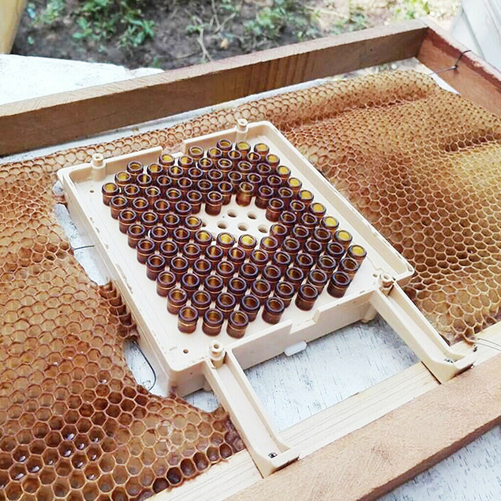 Queen Bee Rearing Grafting Kit for Apiculture Cell Cup Plastic Supplies Tool