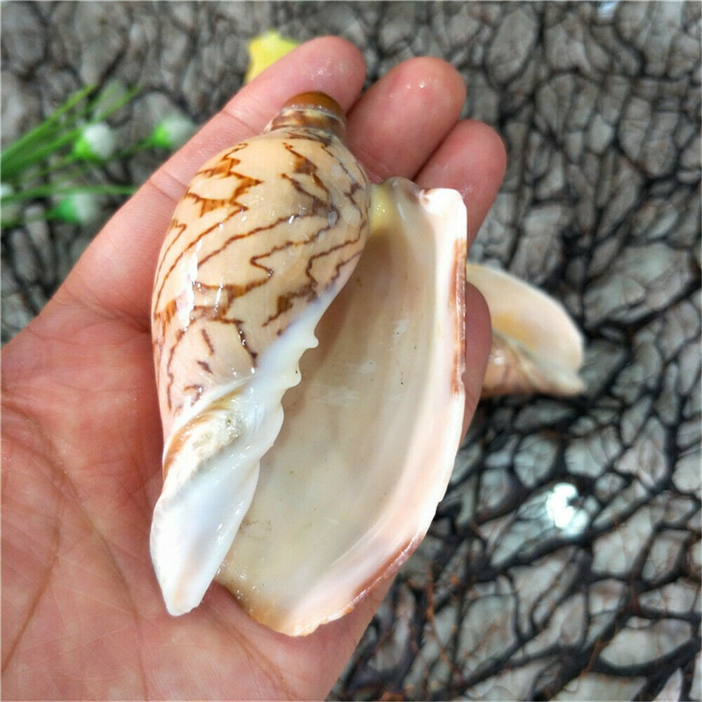 Lot of (x2) Natural Shells 6-8 cm Daybreak Cowrie Shells Seashells Craft Decor