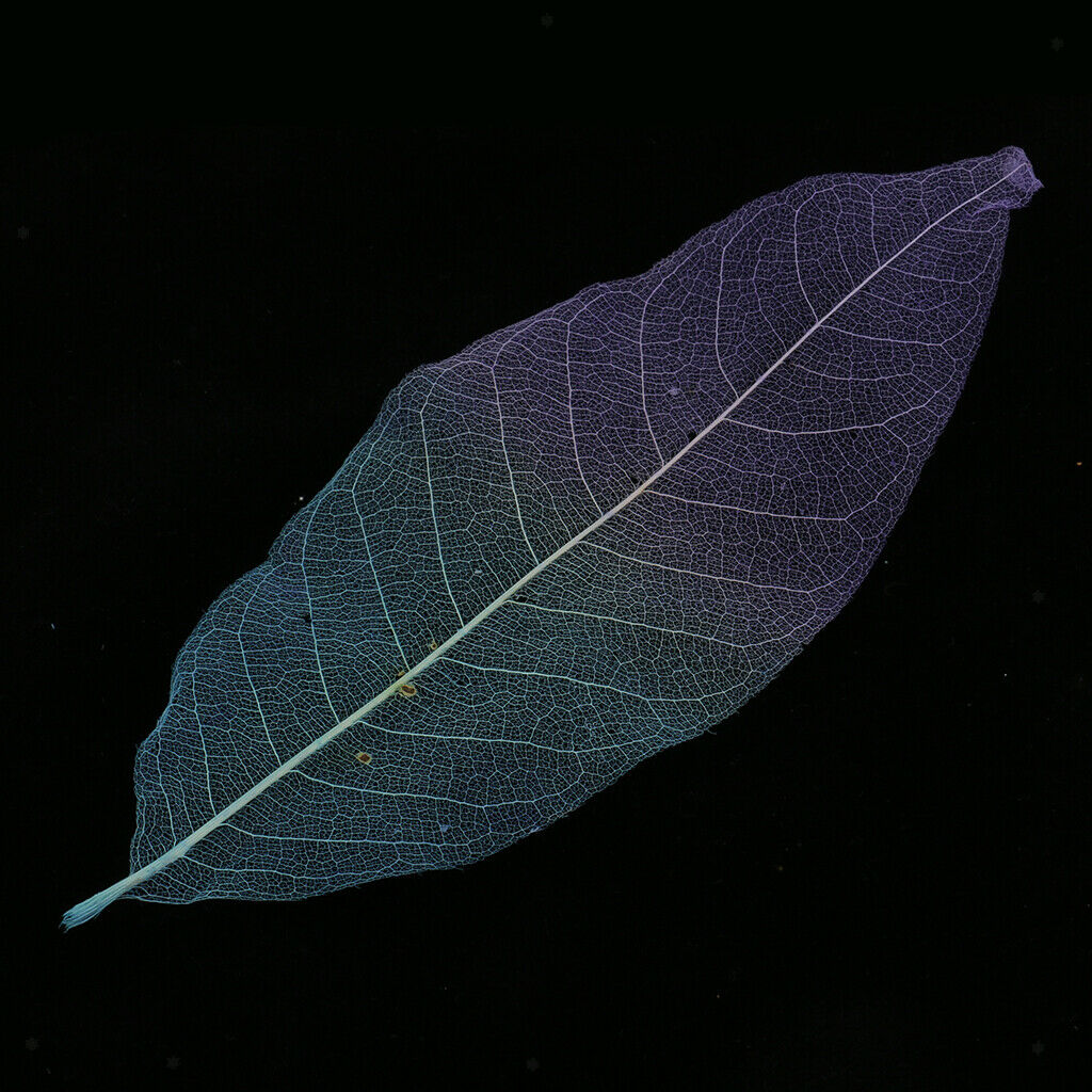 50pcs Natural Magnolia Skeleton Leaf Card Making Scrapbook Embellishment #2