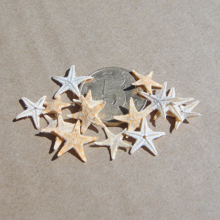 20pcsNatural Starfish -  3cm-5cm- Crafts, Wedding decorations,