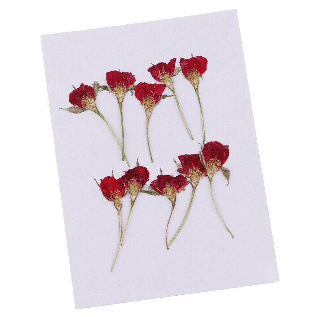 10 Pieces Natural Dried Flower Half Cut Rose Embellishment DIY Phone Case