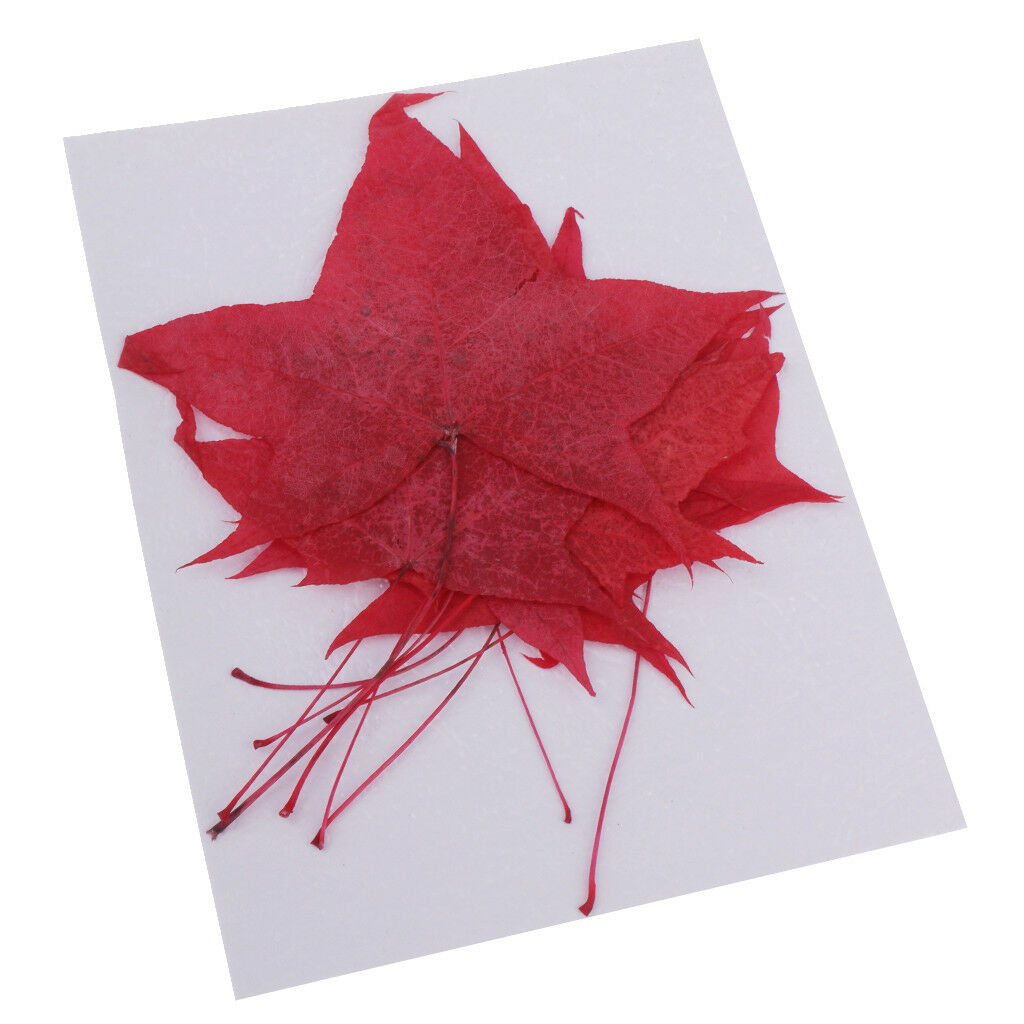 10 Pieces Colored Maple Leaf Dried Pressed Leaves DIY Art Crafts Decoration