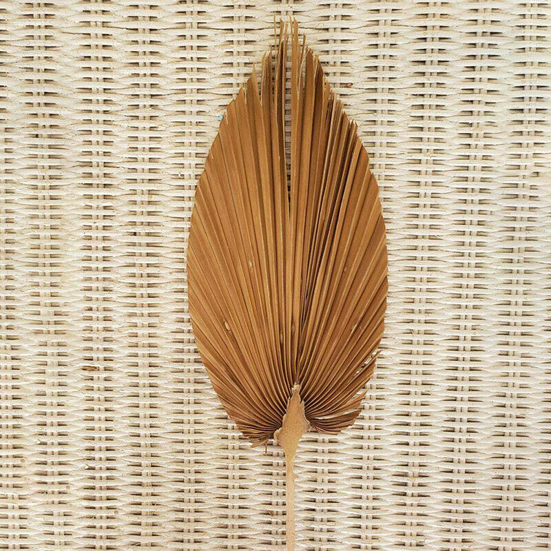 Palm Fan Leaf Dried Flower Palm Leaf Window Wedding Arch Arrangement Party A DF