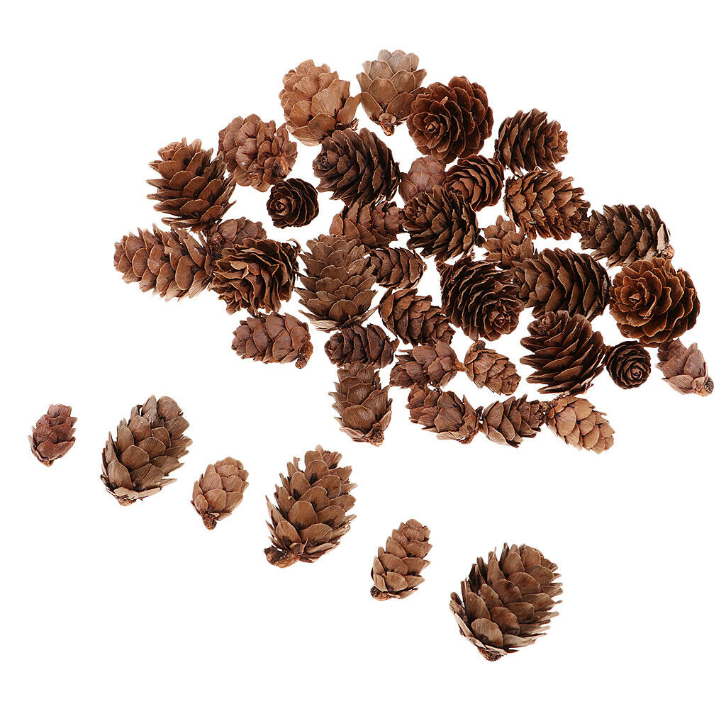 Lots 50x Pine Cones Rustic Pinecones Wedding Wreath Embellishments Crafts