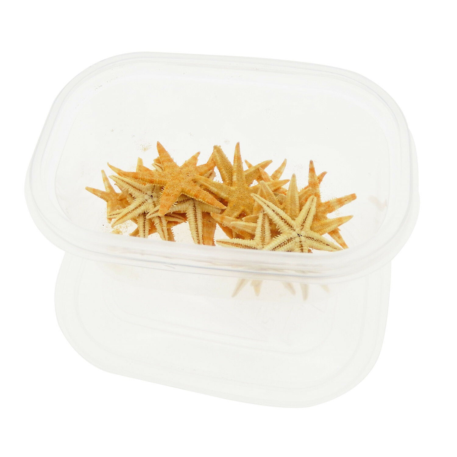 20 pcs Natural Starfish Dried Sea Star Shell For Craft Nautical Decor 2cm ~ 4cm