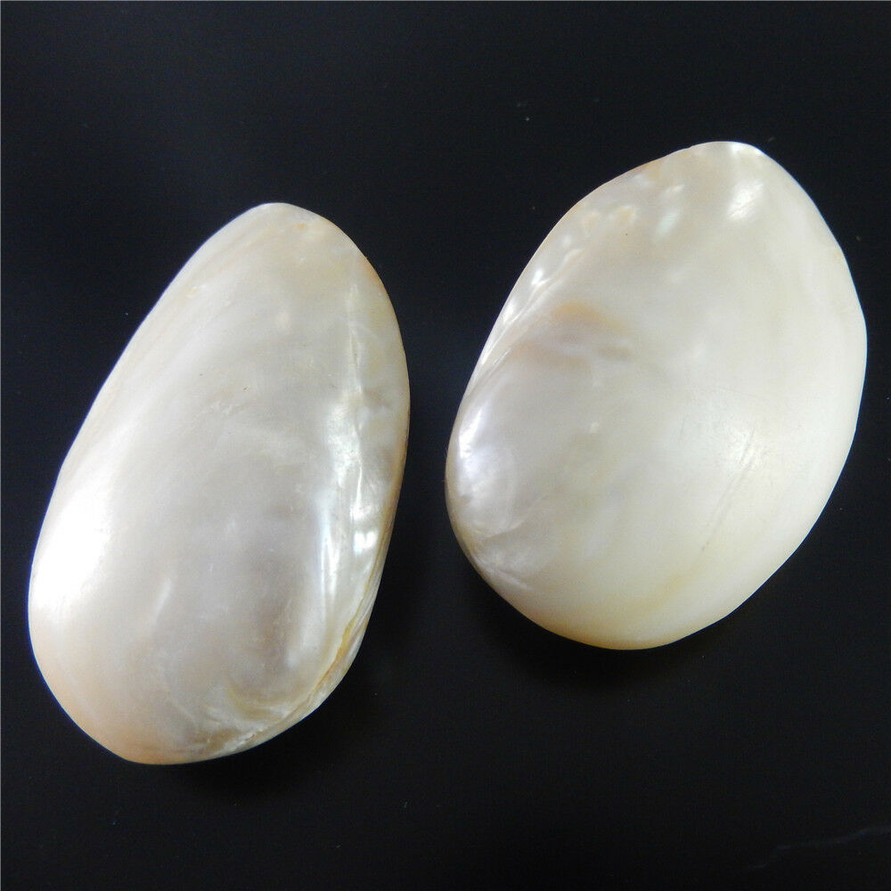 1X Natural Clam Shell Seashell Aquarium Ornament Nautical Fish Tank Decor 7-8cm